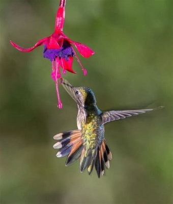 The Hummingbird and the Volcano - A Colombian Fable Exploring Courage and Compassion