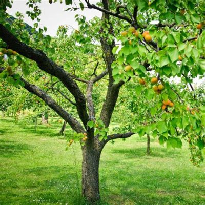  The Aromatic Apricot Tree – A Story of Unforeseen Love and a Most Unusual Curse!