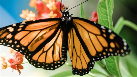  The Butterfly Whisperer! - A Tale of Transformation, Courage, and Ancient Wisdom