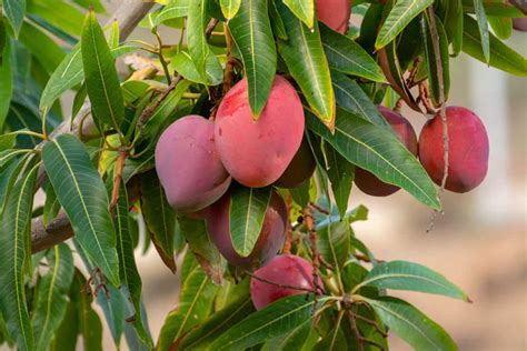 The Queen's Whispering Mango Tree: A Journey into India's Enchanted Past