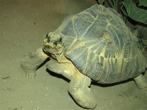  The Talking Tortoise - A Tale From 8th Century India That Will Leave You Pondering Life's Mysteries